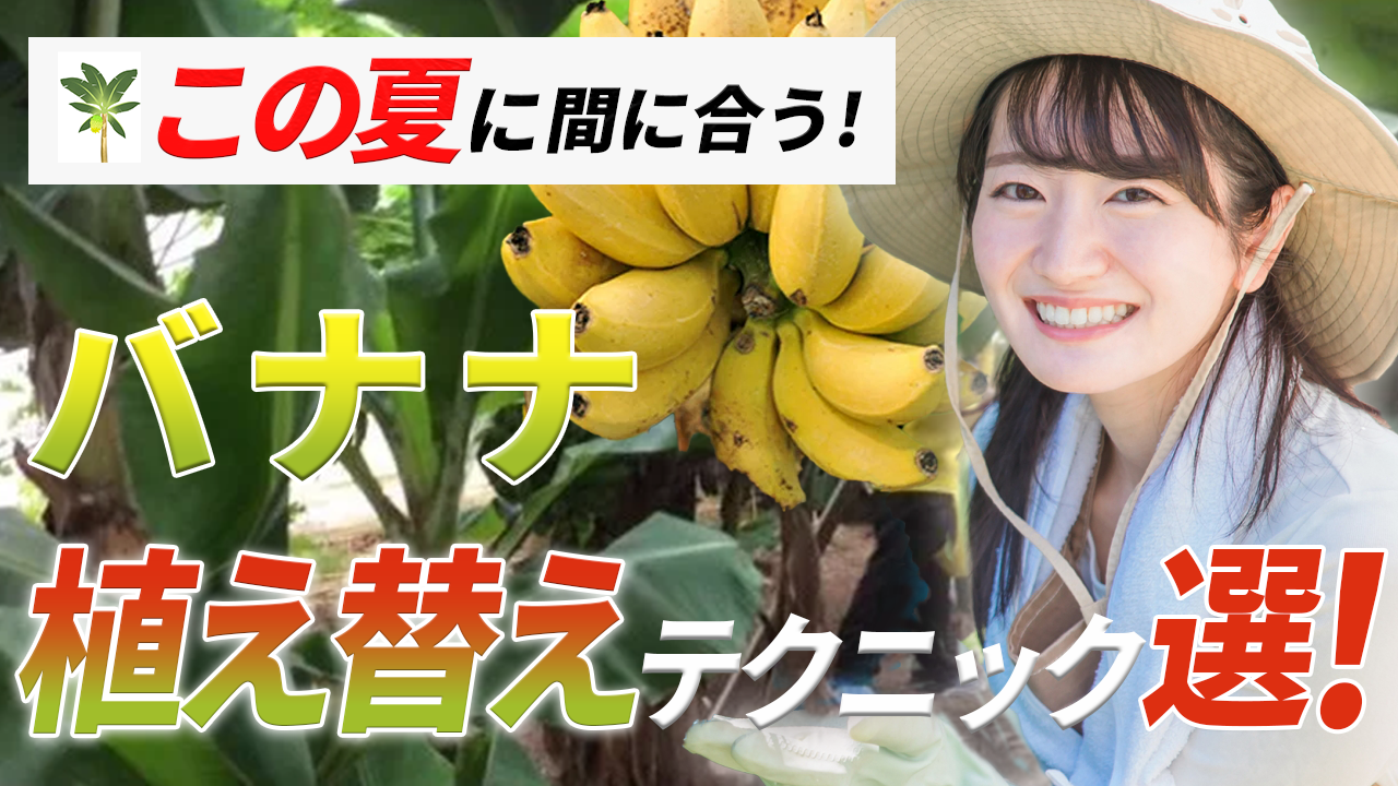 くまロゴ画像